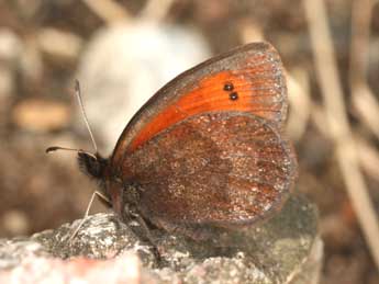 Erebia aethiopellus Hoffmsg adulte - Daniel Morel