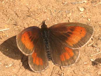 Erebia aethiopellus Hoffmsg adulte - Daniel Morel