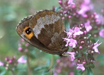 Erebia aethiops Esp. adulte - Tristan Lafranchis