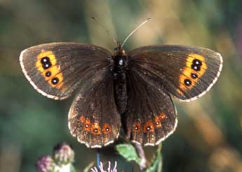 Erebia aethiops Esp. adulte - ©Tristan Lafranchis