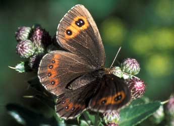 Erebia aethiops Esp. adulte - ©Tristan Lafranchis