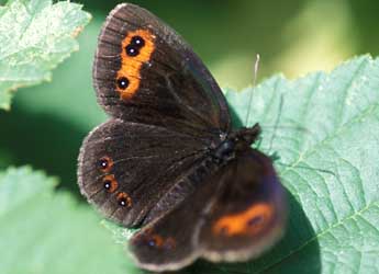 Erebia aethiops Esp. adulte - ©Tristan Lafranchis