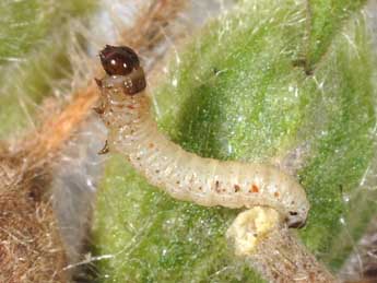  Chenille de Perizoma affinitata Stph. - ©Philippe Mothiron