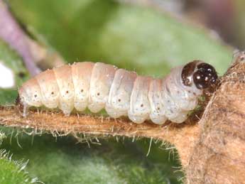  Chenille de Perizoma affinitata Stph. - Philippe Mothiron