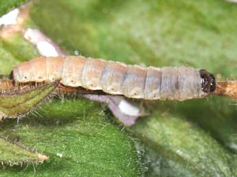  Chenille de Perizoma affinitata Stph. - ©Philippe Mothiron