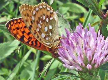 Speyeria aglaja L. adulte - Claude de Saint-Etienne