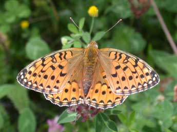 Speyeria aglaja L. adulte - Philippe Mothiron