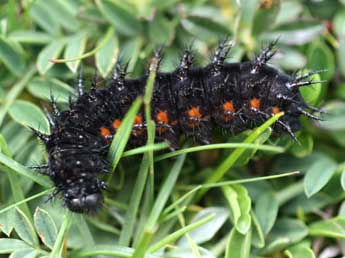  Chenille de Speyeria aglaja L. - Tristan Lafranchis