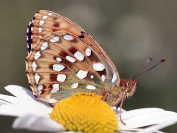 Speyeria aglaja L. adulte - Daniel Morel