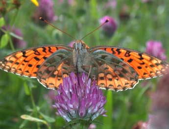 Speyeria aglaja L. adulte - Philippe Mothiron