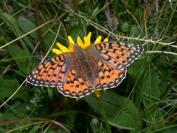 Speyeria aglaja L. adulte - ©Philippe Mothiron