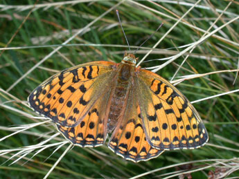 Speyeria aglaja L. adulte - ©Philippe Mothiron