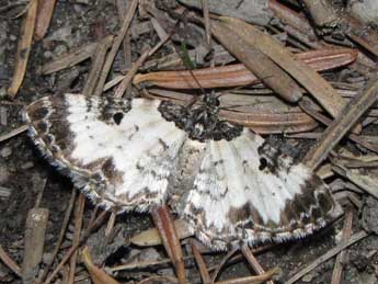 Melanthia alaudaria Frr adulte - Jean-Pierre Lamoline