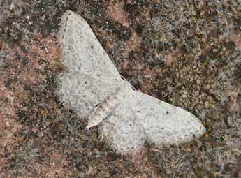 Idaea incisaria albarracina Reiss. adulte - ©Daniel Morel