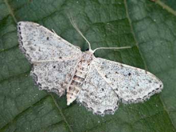 Idaea incisaria albarracina Reiss. adulte - ©Daniel Morel