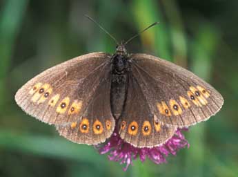 Erebia alberganus Prun. adulte - Tristan Lafranchis