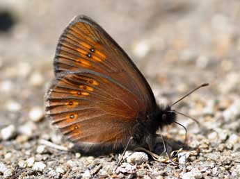 Erebia alberganus Prun. adulte - Daniel Morel