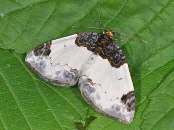 Mesoleuca albicillata L. adulte - Philippe Mothiron