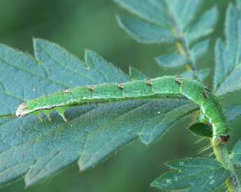  Chenille de Mesoleuca albicillata L. - Lionel Taurand