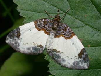 Mesoleuca albicillata L. adulte - Philippe Mothiron