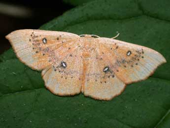 Cyclophora lennigiaria Fuchs adulte - Philippe Mothiron