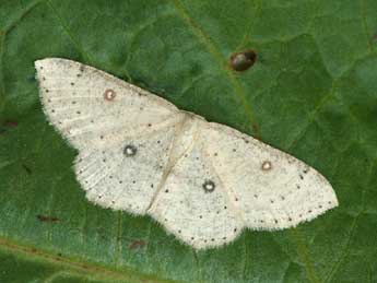 Cyclophora albipunctata Hfn. adulte - ©Daniel Morel