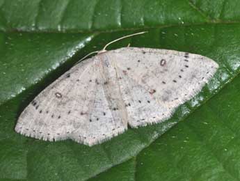 Cyclophora albipunctata Hfn. adulte - ©Philippe Mothiron