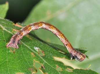  Chenille de Cyclophora albipunctata Hfn. - Philippe Mothiron