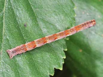  Chenille de Cyclophora albipunctata Hfn. - ©Philippe Mothiron