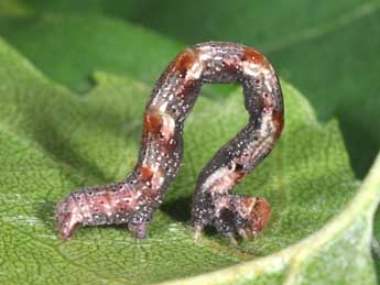  Chenille de Cyclophora albipunctata Hfn. - Philippe Mothiron