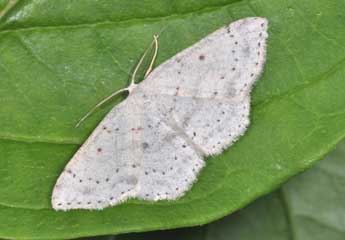 Cyclophora albipunctata Hfn. adulte - ©Philippe Mothiron