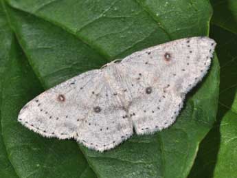 Cyclophora albipunctata Hfn. adulte - ©Philippe Mothiron