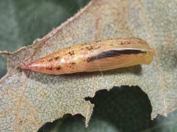  Chrysalide de Cyclophora albipunctata Hfn. - ©Philippe Mothiron