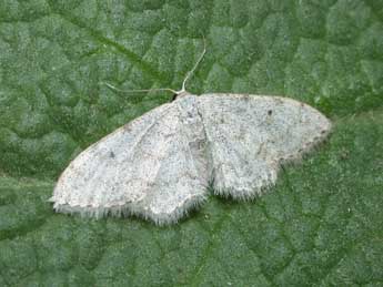 Idaea albitorquata Png. adulte - Philippe Mothiron