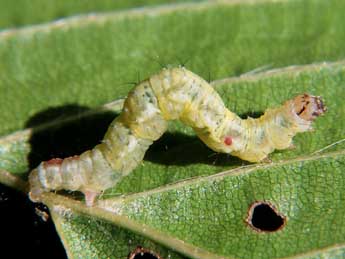  Chenille de Asthena albulata Hfn. - ©Serge Wambeke