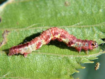  Chenille de Asthena albulata Hfn. - ©Serge Wambeke