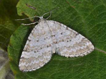 Perizoma albulata D. & S. adulte - ©Philippe Mothiron