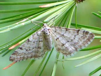 Perizoma albulata D. & S. adulte - ©Jean-Pierre Favretto