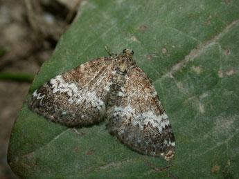 Perizoma alchemillata L. adulte - ©Philippe Mothiron