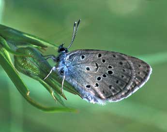 Phengaris alcon alcon D. & S. adulte - Tristan Lafranchis