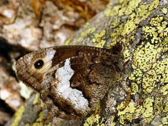 Hipparchia alcyone D. & S. adulte - ©Daniel Morel