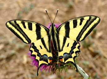 Papilio alexanor Esp. adulte - Daniel Morel