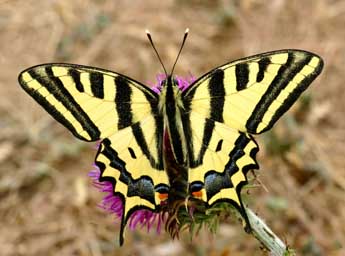 Papilio alexanor Esp. adulte - ©Daniel Morel