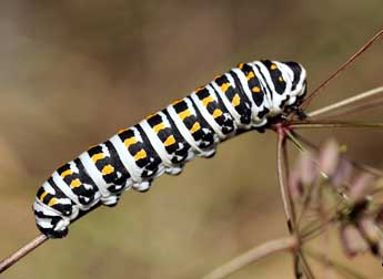  Chenille de Papilio alexanor Esp. - Daniel Morel