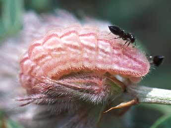  Chenille de Glaucopsyche alexis Poda - ©Tristan Lafranchis