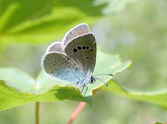 Glaucopsyche alexis Poda adulte - ©Philippe Mothiron