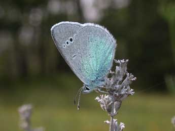 Glaucopsyche alexis Poda adulte - ©Philippe Mothiron