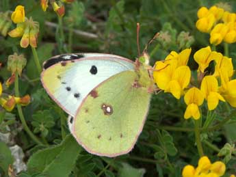 Colias alfacariensis Ribbe adulte - ©Claire Hodd