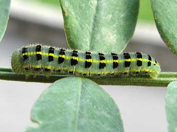  Chenille de Colias alfacariensis Ribbe - Timothy Cowles