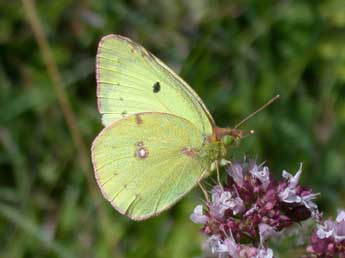 Colias alfacariensis Ribbe adulte - ©Philippe Mothiron